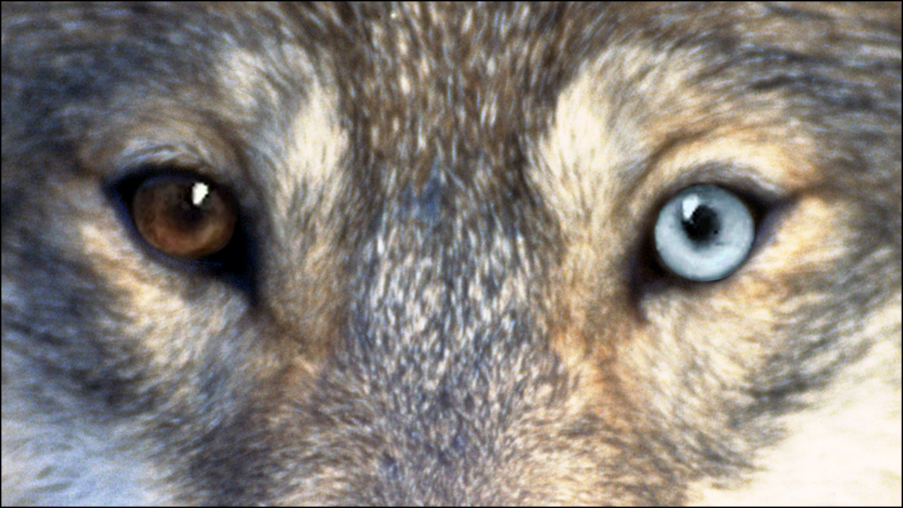 A close up of the face of a grey wolf - eyes and bridge of nose only - the wolf has one copper coloured eye and one blue eye